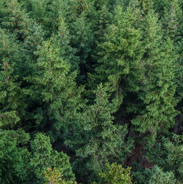 Diese Bar pflanzt Bäume. Wir haben uns mit One Tree Planted zusammengetan und spenden 1 % des Jahresumsatzes an deren Fonds. Bislang haben wir dank Ihrer Unterstützung 1370 Bäume in Afrika gepflanzt.