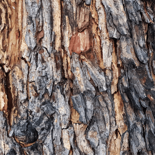 Nahaufnahme einer Baumrinde mit rauer Struktur