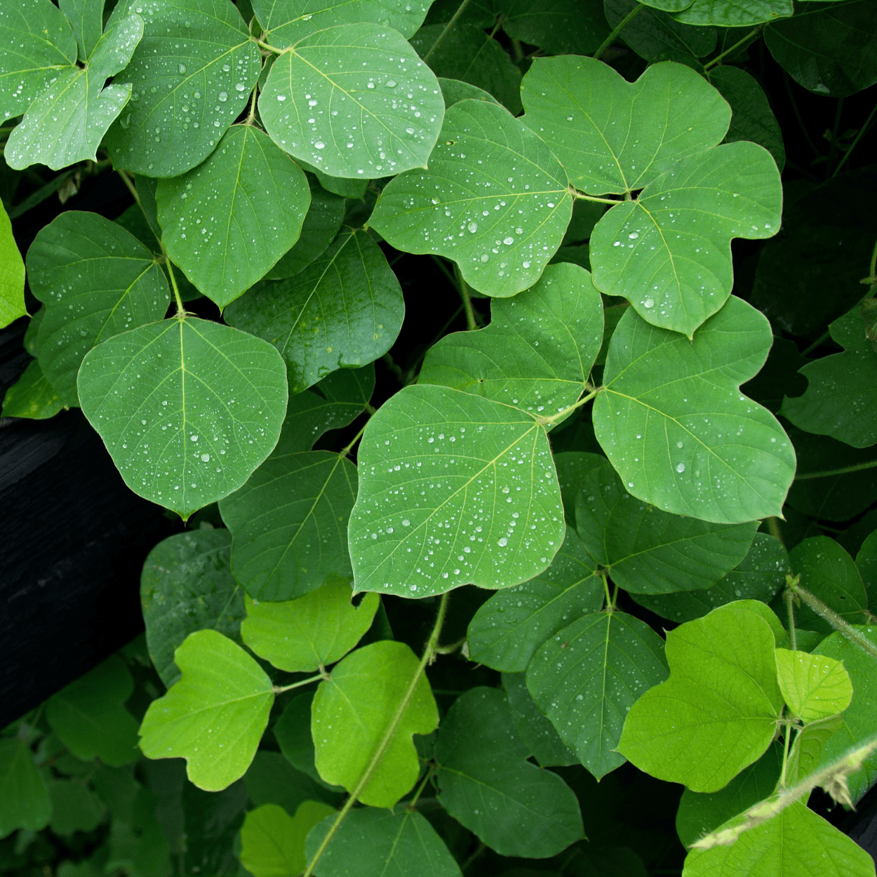 Kudzu-Extrakt – ein pflanzlicher Inhaltsstoff, der dafür bekannt ist, das Haar zu stärken, seine Elastizität zu verbessern und es vor Haarbruch zu schützen.